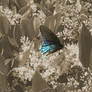 iridescent blue wings - sepia