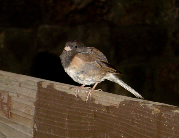 Dark-eyed junco