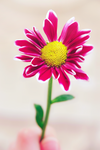 my bright flower by Haifona