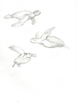 Sea Turtle Sketches