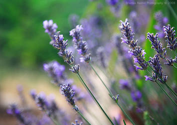 Lavender Essence_1