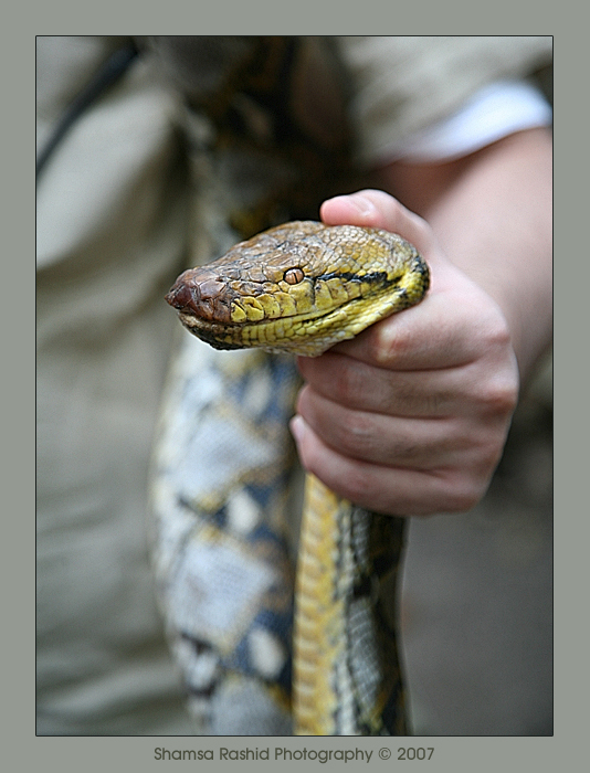 Snake Catching