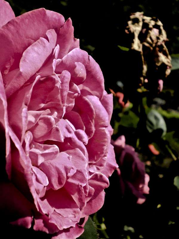 Fresh Deadly Roses by Shadow0nTheSun on DeviantArt