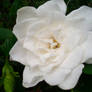 This is a Jasmine.