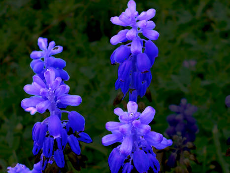 More Bluebonnets