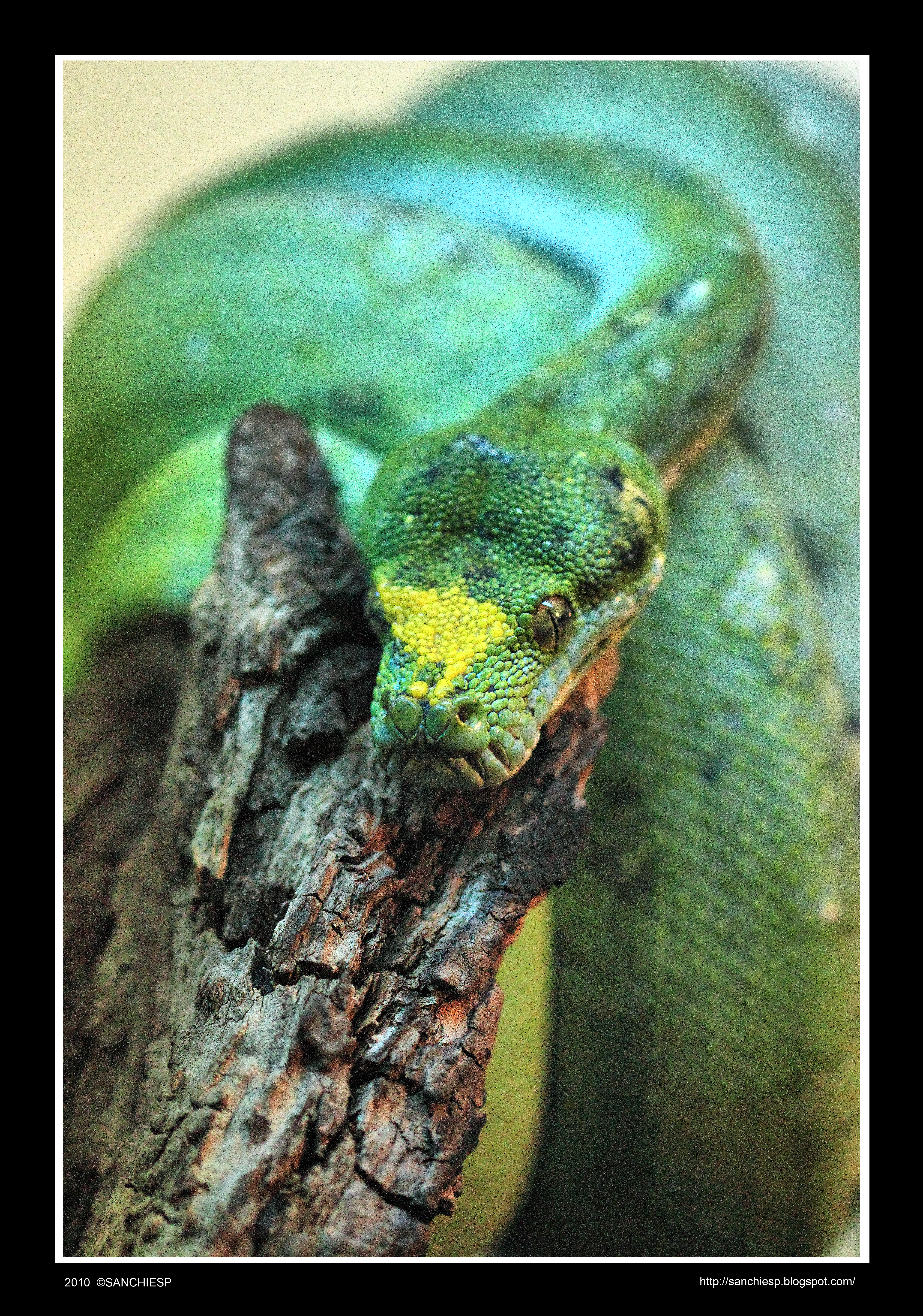 Morelia viridis