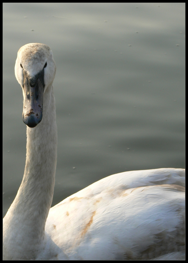 Swan