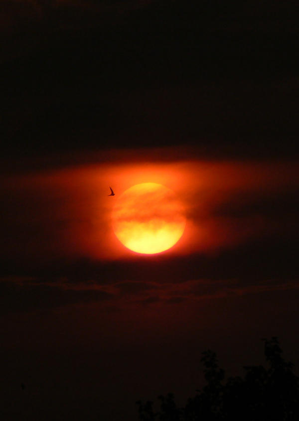 Flying Towards The Sun IV