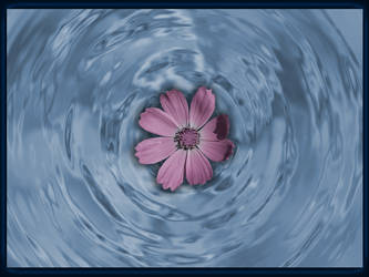 Flower on Water