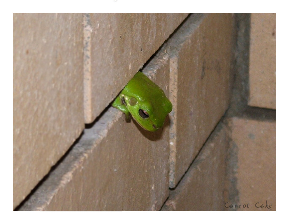 Froggy in the wall