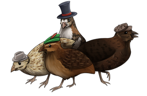 Quails with Hats