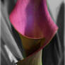 Purple Calla Lily 1