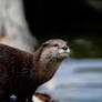 Asian Otter