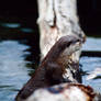 Asian Otter 3