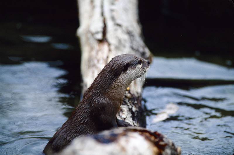 Asian Otter 3