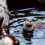 Asian Otter 4