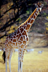 Giraffe 8