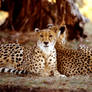 Two Cheetahs 7