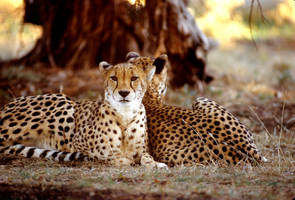 Two Cheetahs 7