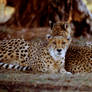 Two Cheetahs 8