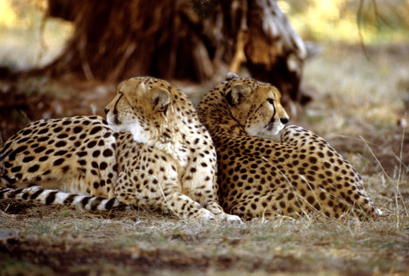 Two Cheetahs 9