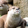 Asian Otter 6