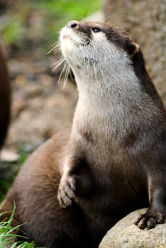 Asian Otter 7