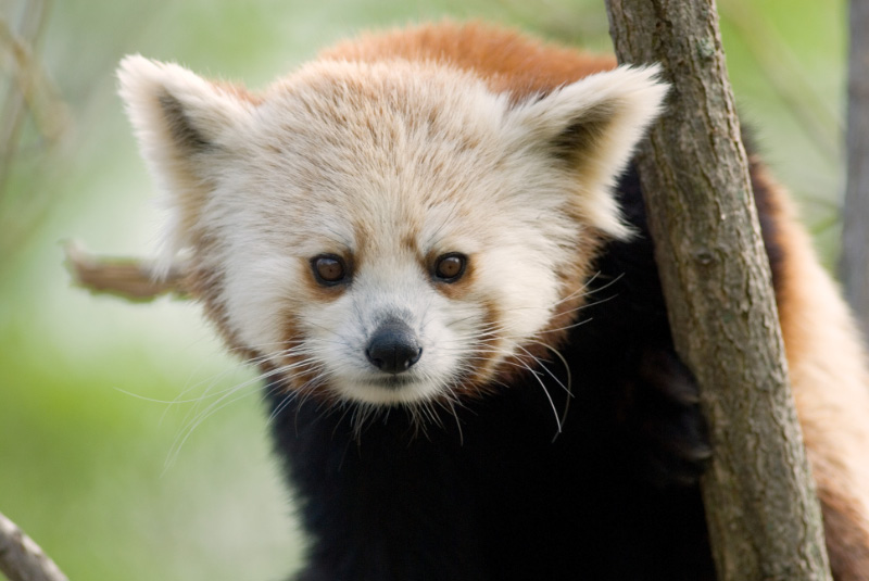 Red Panda 5