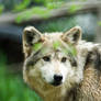 Mexican Wolf 11