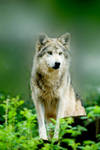 Mexican Wolf 13 by Art-Photo