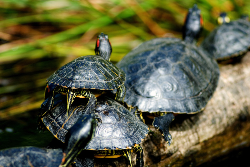 Turtles