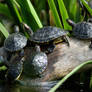 Turtles 2