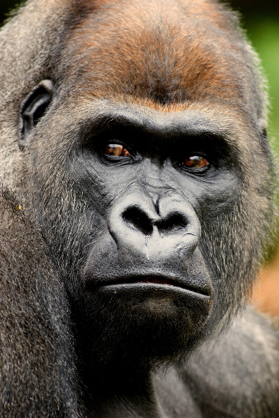 Western Lowland Gorilla 30