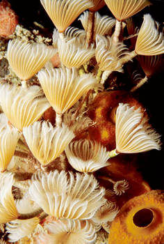 Feather Duster Worm 9