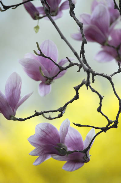 Spring Blossom 4