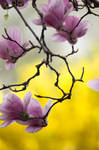 Spring Blossom 6 by Art-Photo