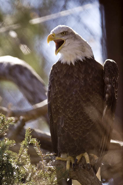 Bald Eagle 15