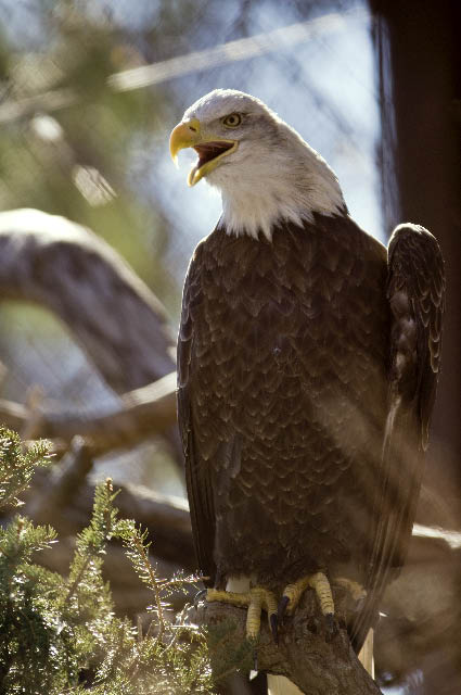 Bald Eagle 16