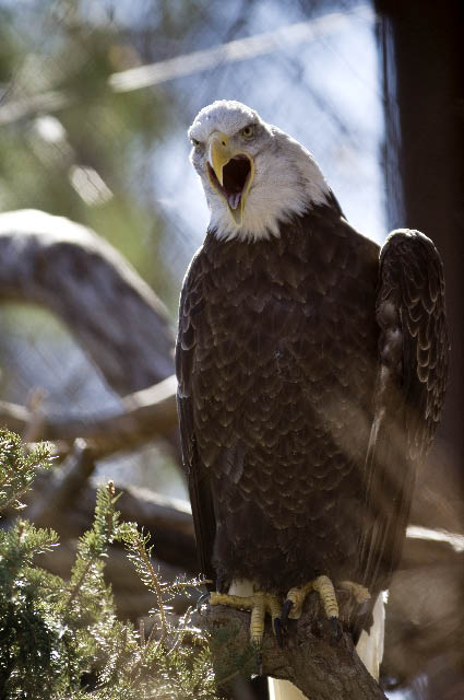 Bald Eagle 17