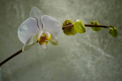 Orchid Bloom 2