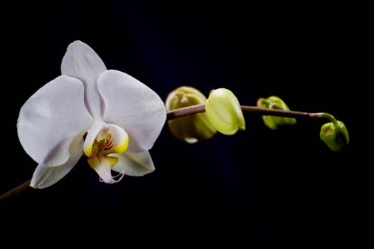 Orchid Bloom 3