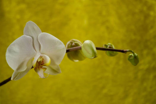 Orchid Bloom 4