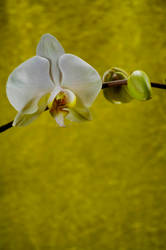 Orchid Bloom 5