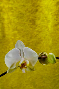 Orchid Bloom 6