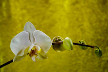 Orchid Bloom 7