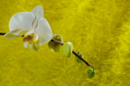 Orchid Bloom 8