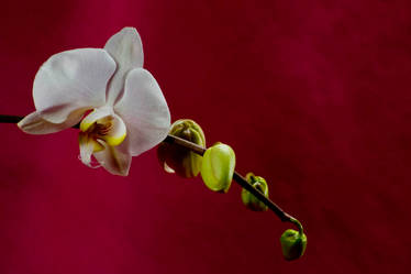 Orchid Bloom 9