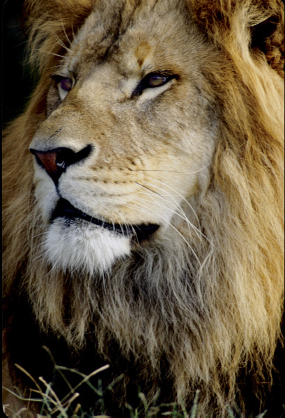 Lion