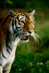 Tiger by Art-Photo
