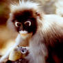 Primate mother with newborn